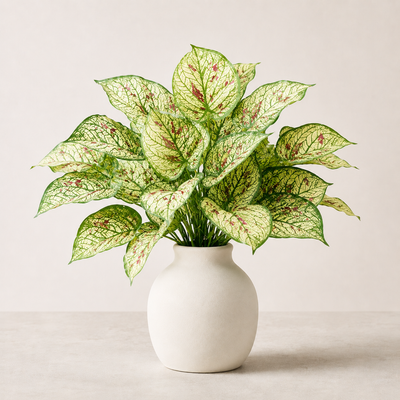Dieffenbachia Green Bunch