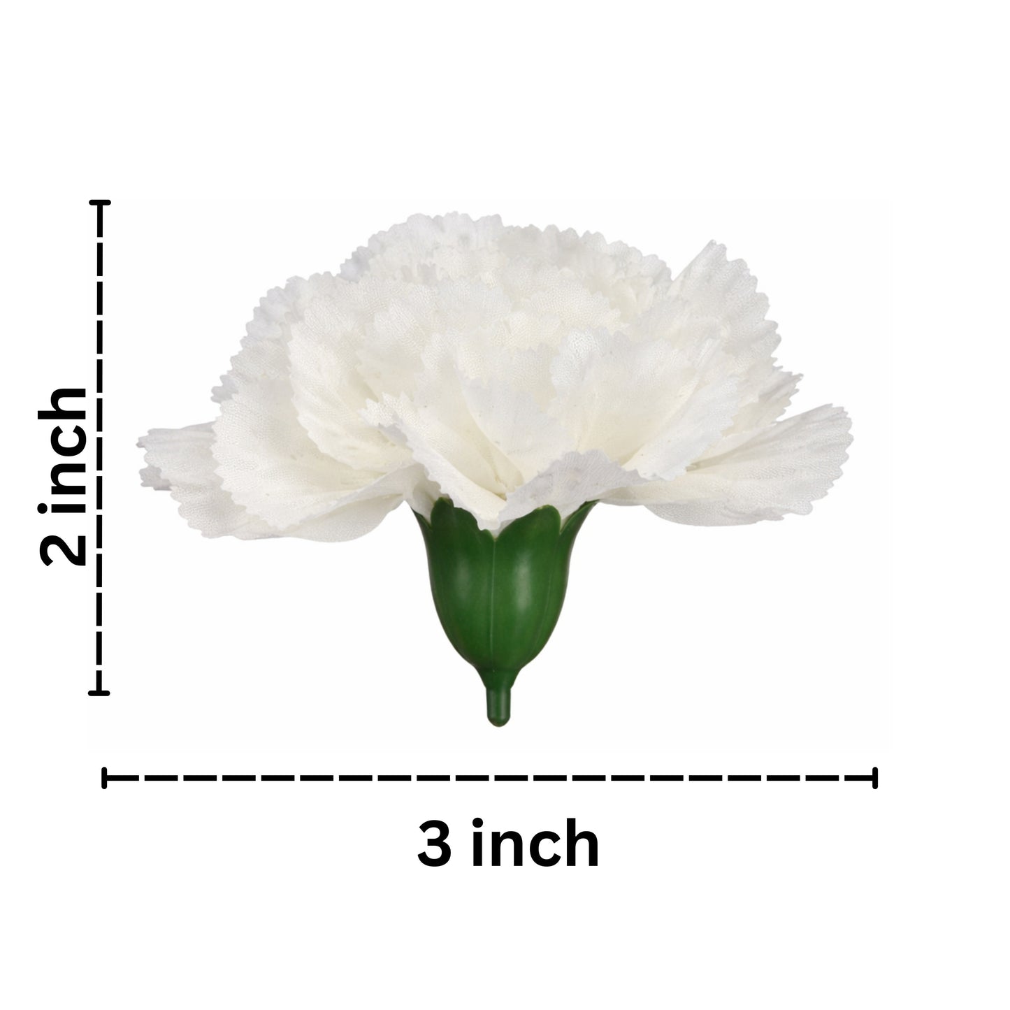 White carnation flower with measurements on a white background