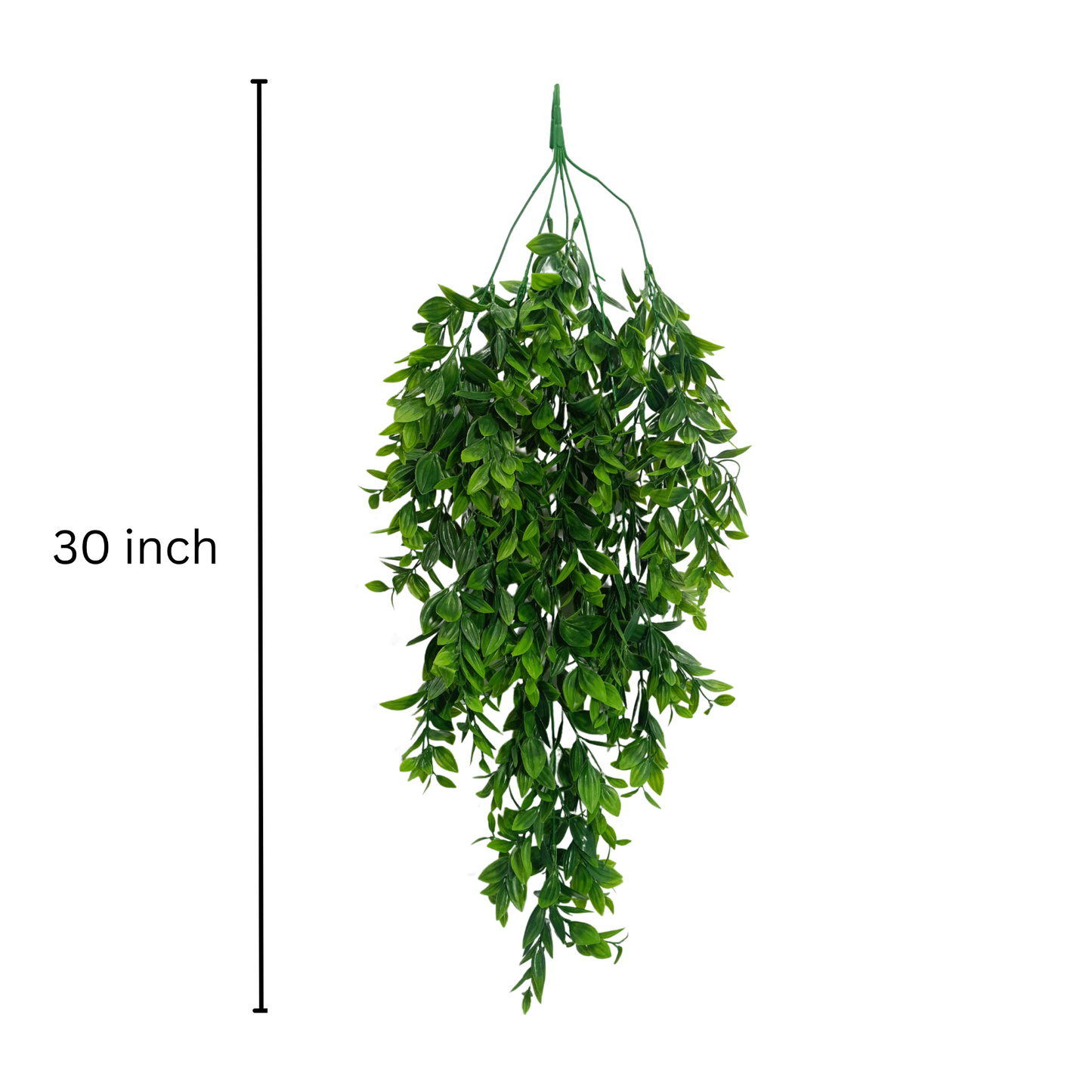Hanging Spiderwort Leaf Light Green White (Pack of 10)
