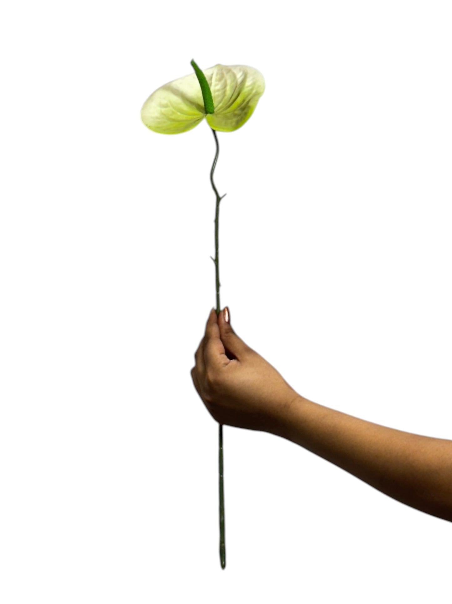 Anthurium Stick 17.5" - Light Green White (Pack of 10)