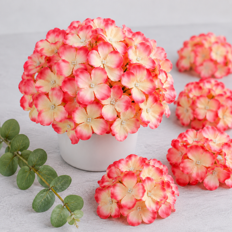 Hydrangea