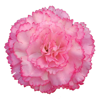 Baby pink white Big Carnation (Pack of 200)