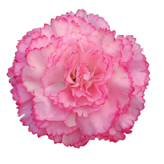 Baby pink white Big Carnation (Pack of 200)