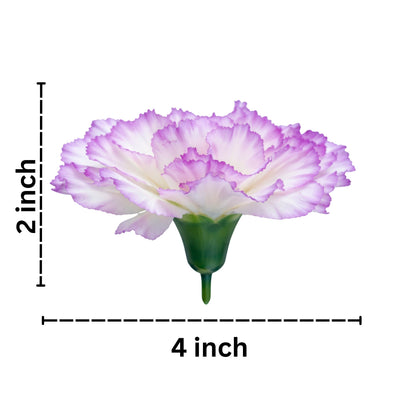 Purple white Big Carnation (Pack of 200)