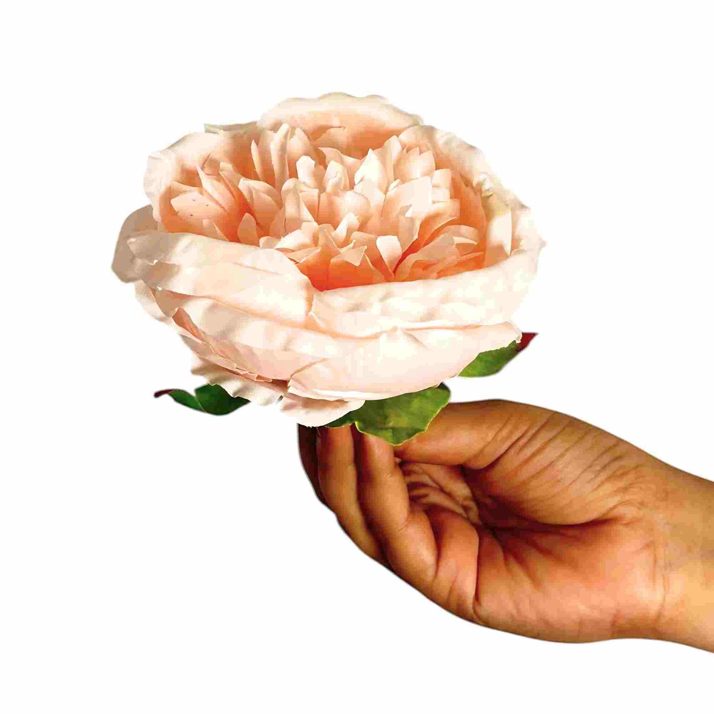Peach Pink Diamond Peony (Pack of 50)