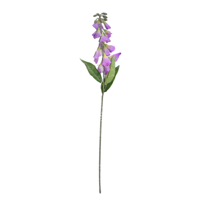 Lapageria Rosea 83Cm Lavender (Pack of 10)