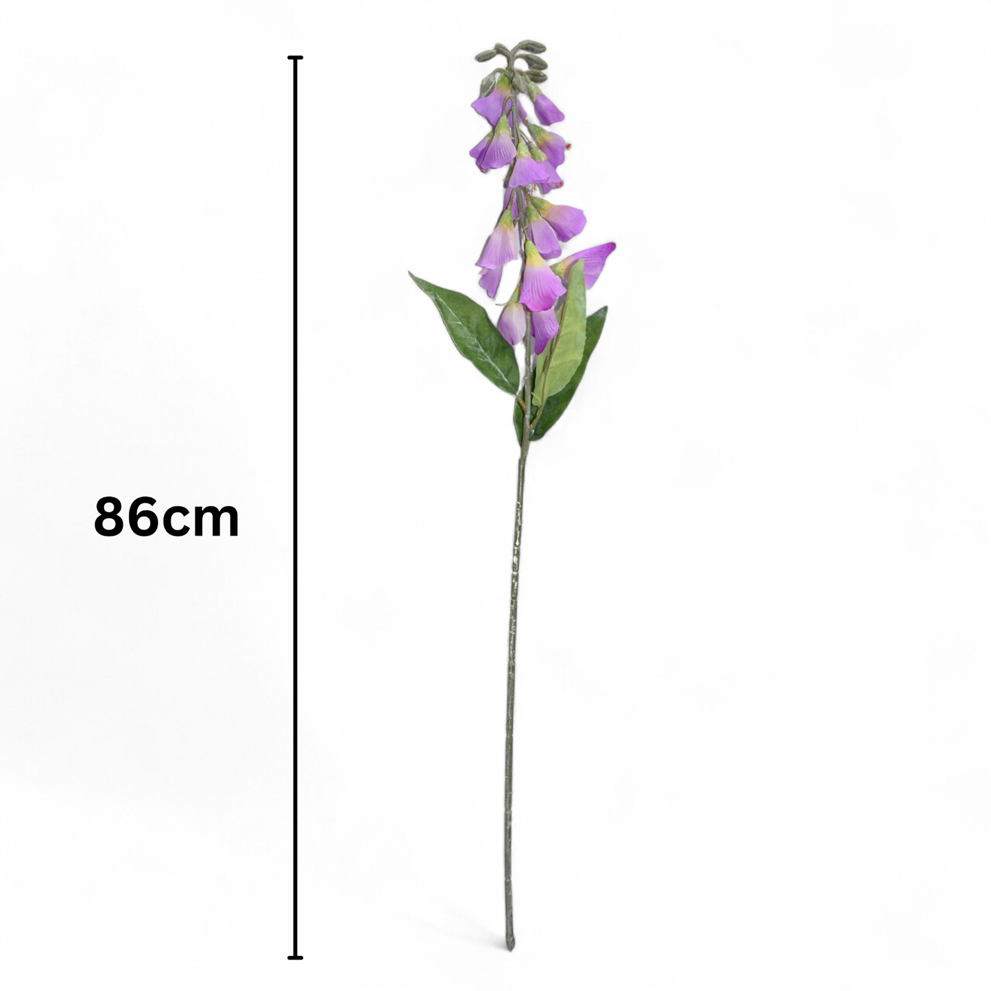 Lapageria Rosea 83Cm Lavender (Pack of 10)