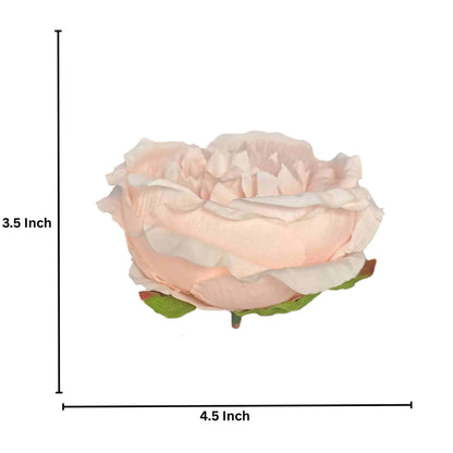 Peach Pink Diamond Peony (Pack of 50)