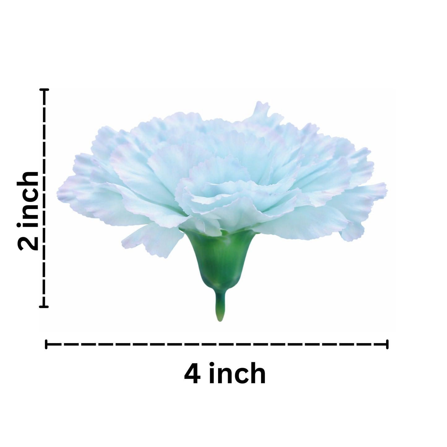 Sky blue Big Carnation (Pack of 200)