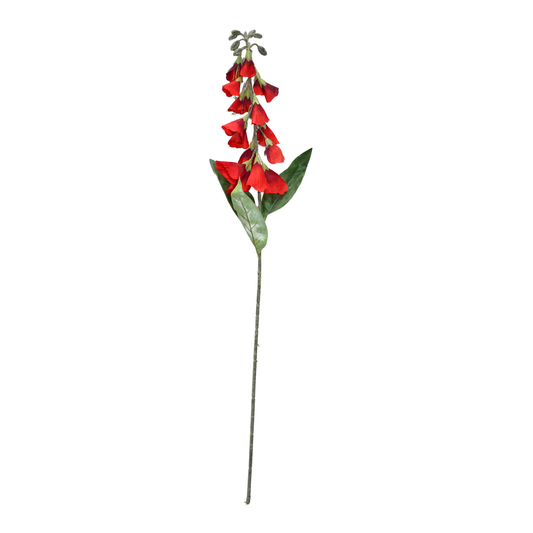 Lapageria Rosea 83Cm Dark Red (Pack of 10)