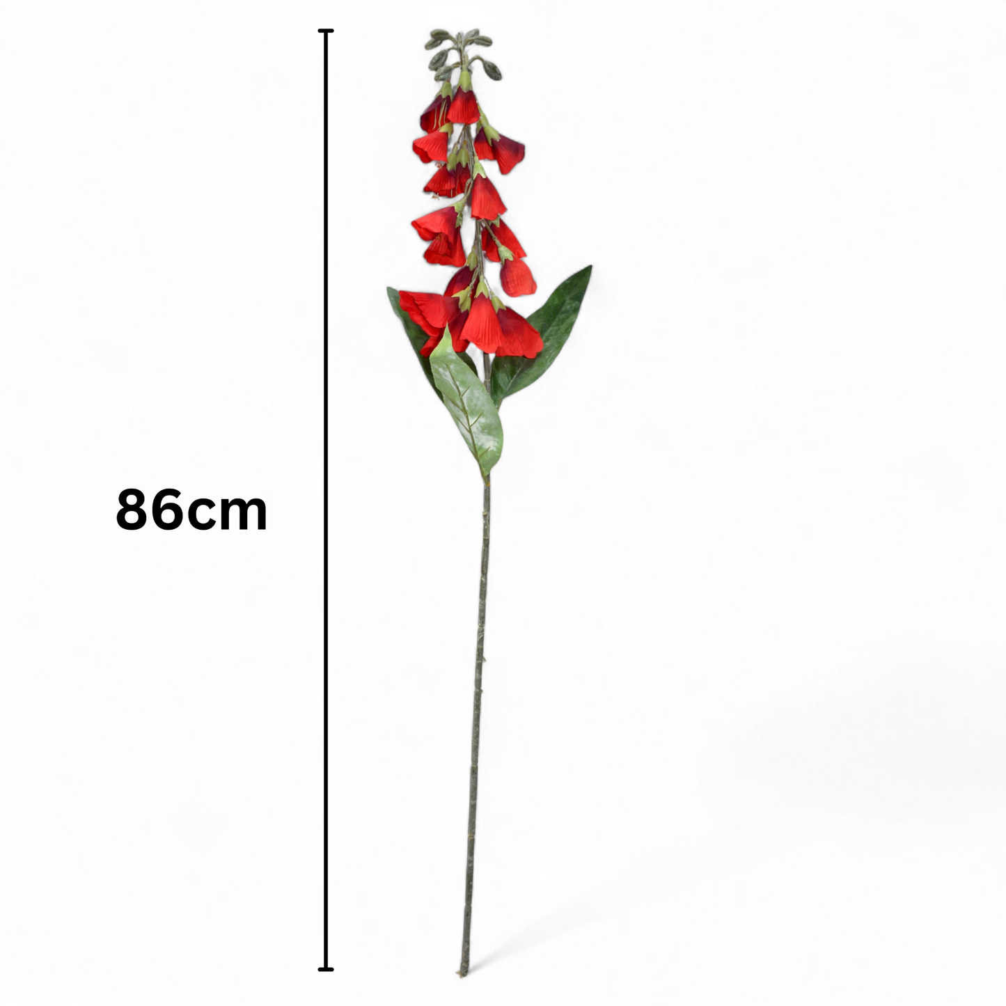 Lapageria Rosea 83Cm Dark Red (Pack of 10)