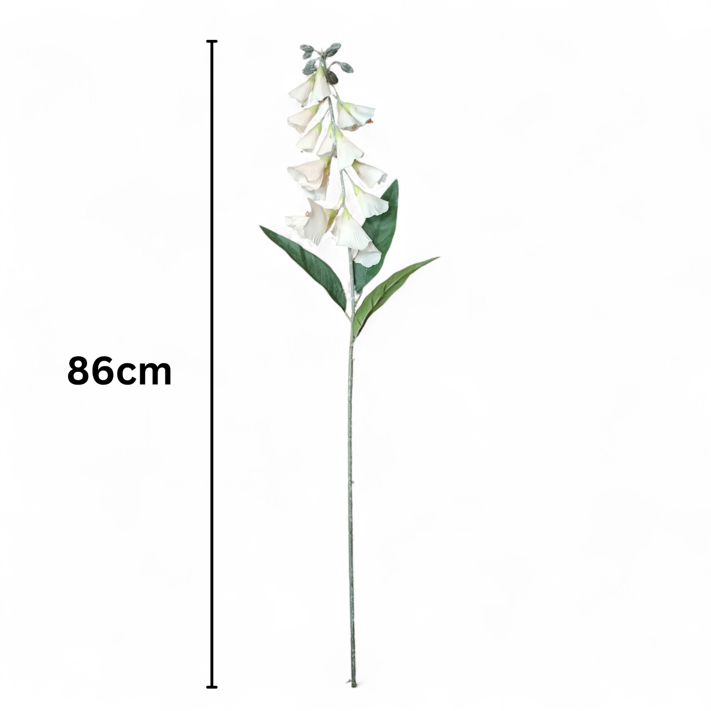 Lapageria Rosea 83Cm Peach (Pack of 10)