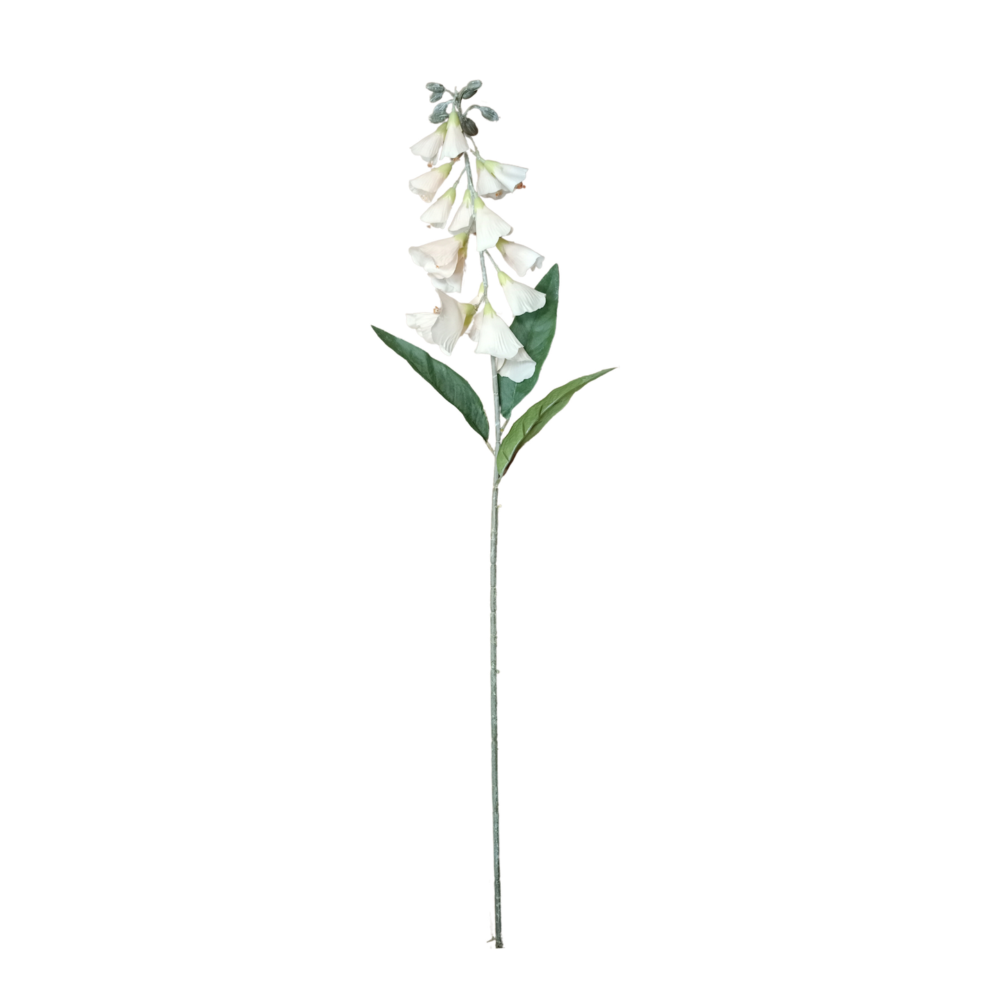 Lapageria Rosea 83Cm Peach (Pack of 10)