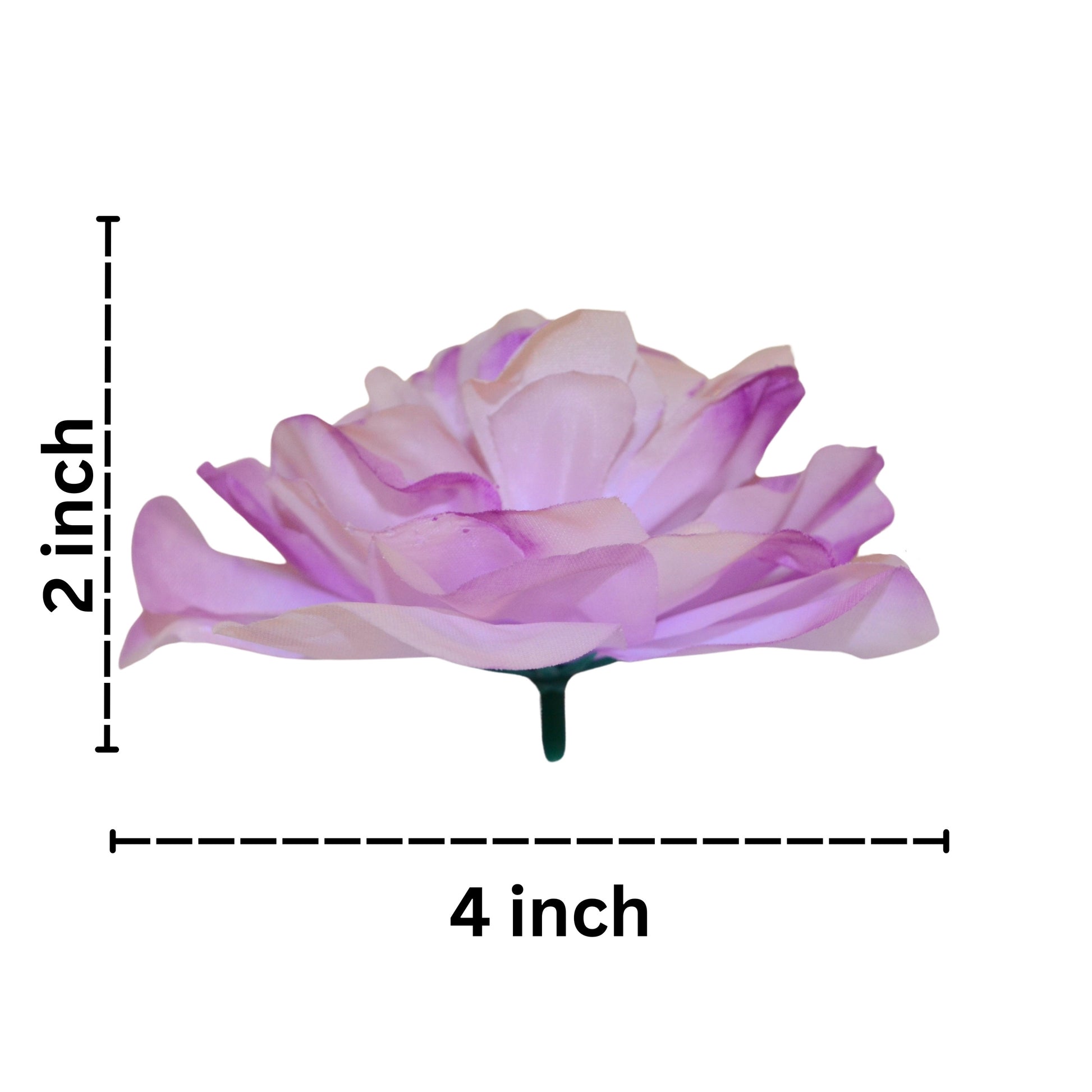 Pink rose with measurements on a white background