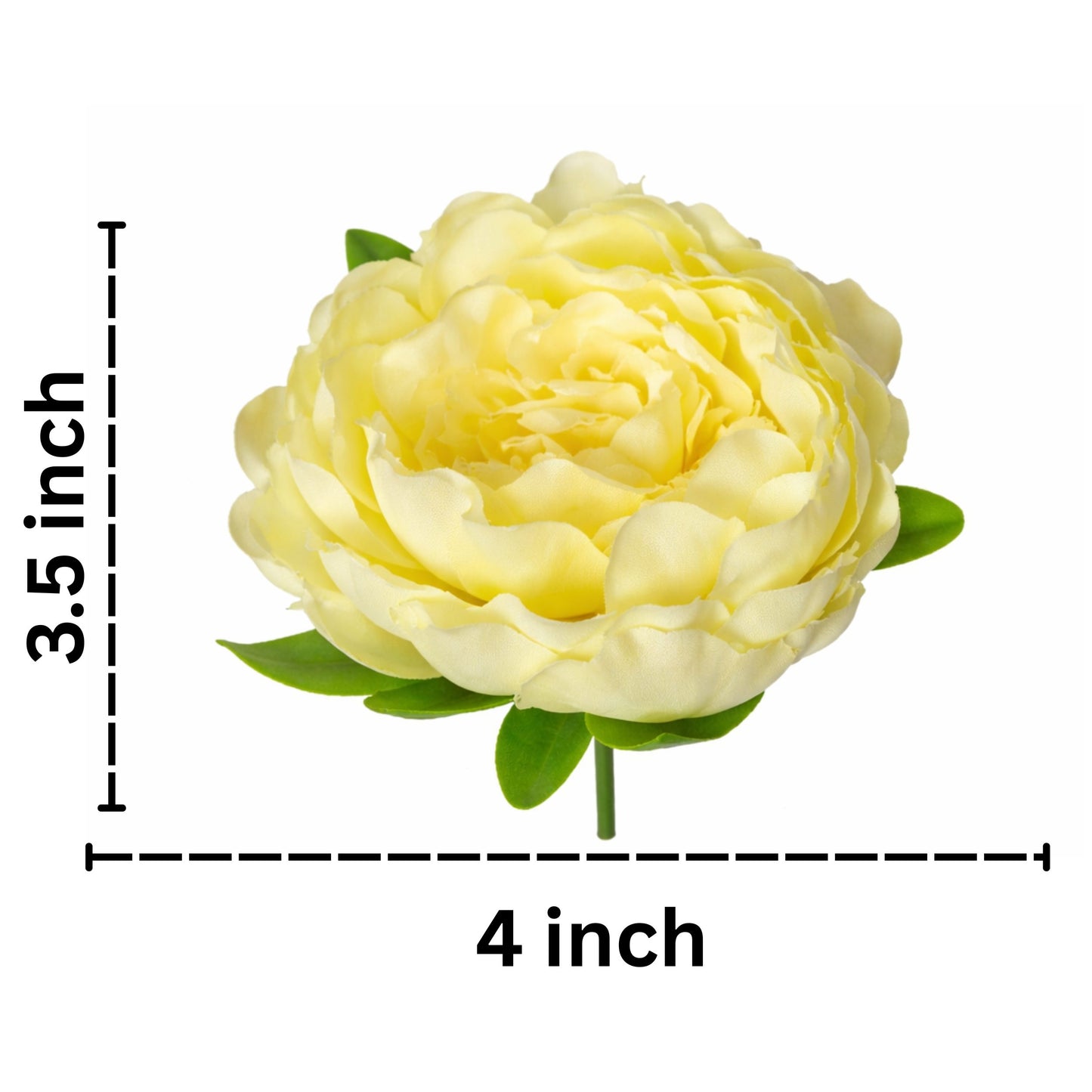 Yellow flower with measurements on a white background