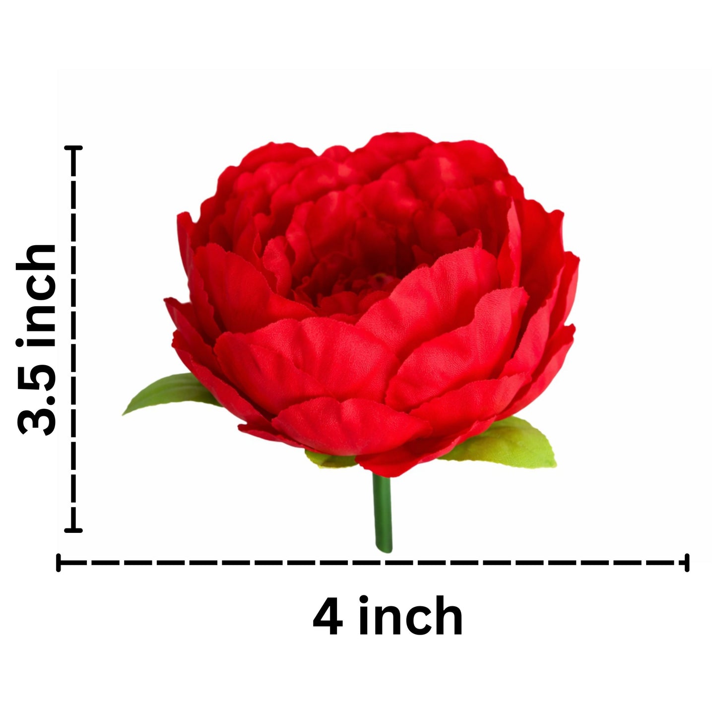 Dark Red Coral Peony (Pack of 50)