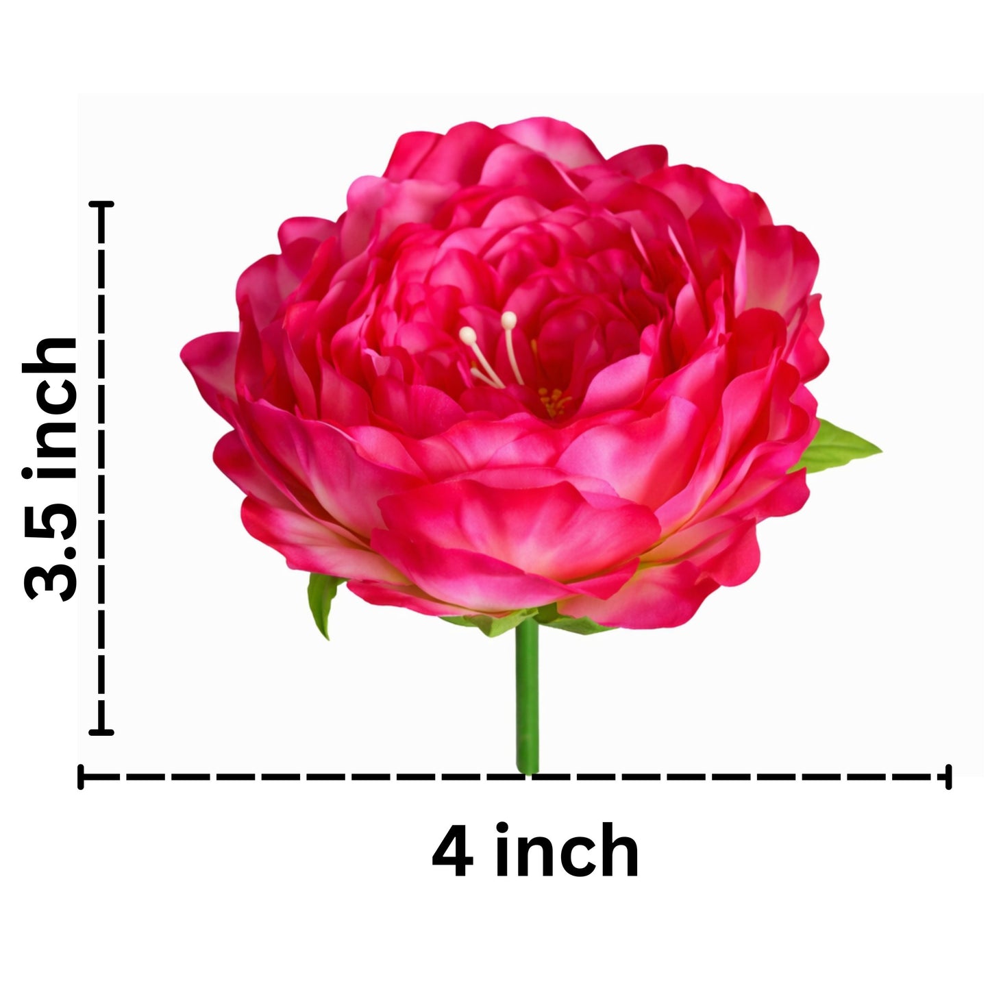 D/S Magenta Coral Peony (Pack of 50)