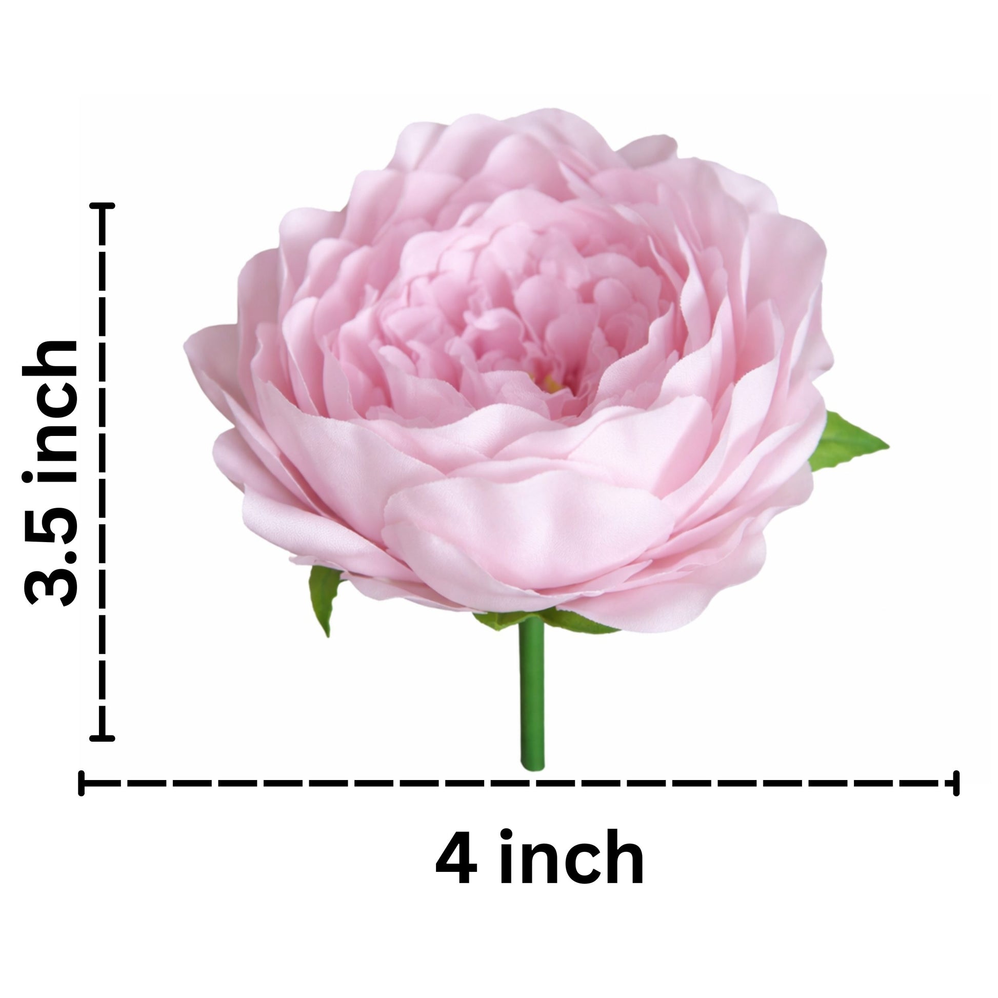 Pink flower with measurements on a white background