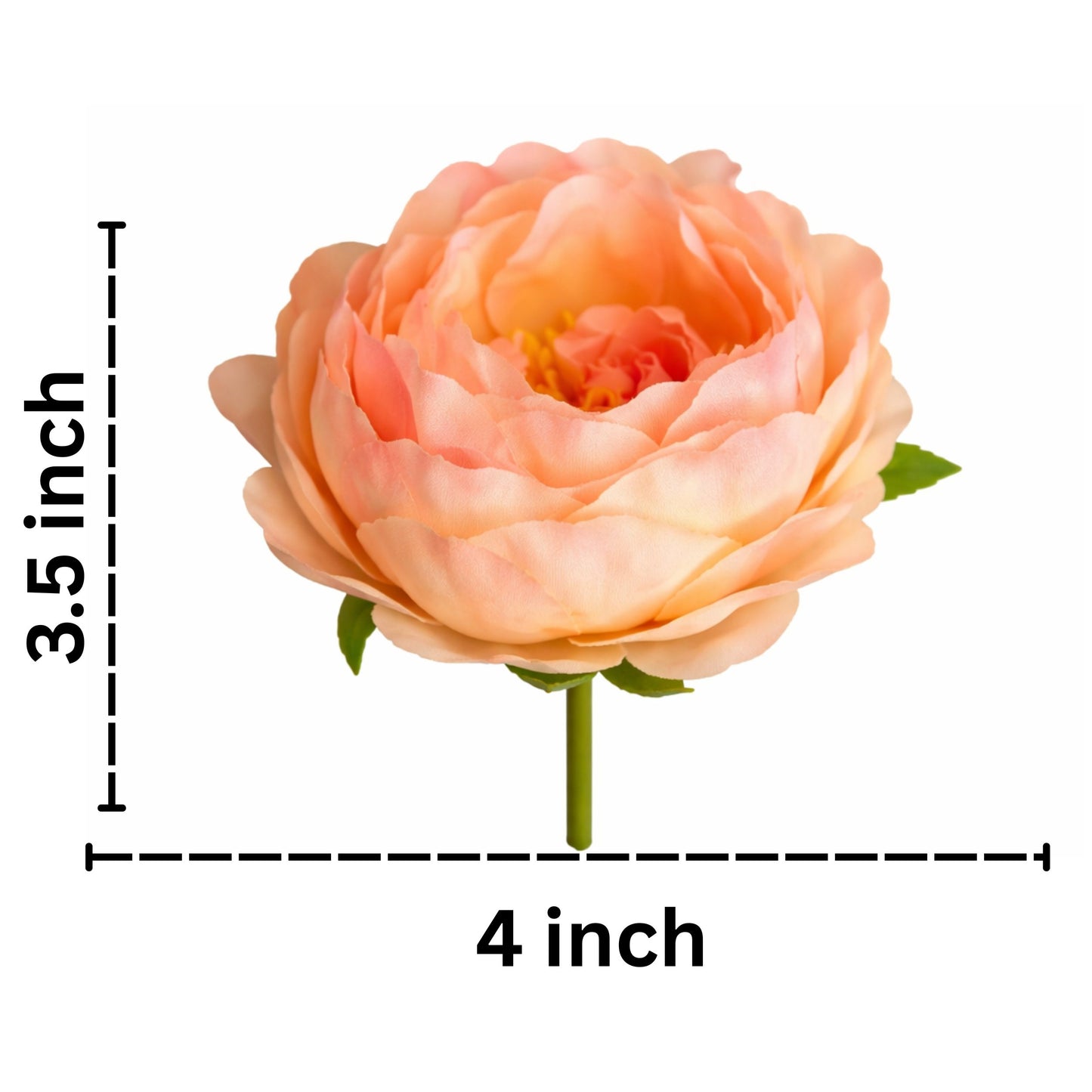 Peach-colored flower with measurement labels on a white background