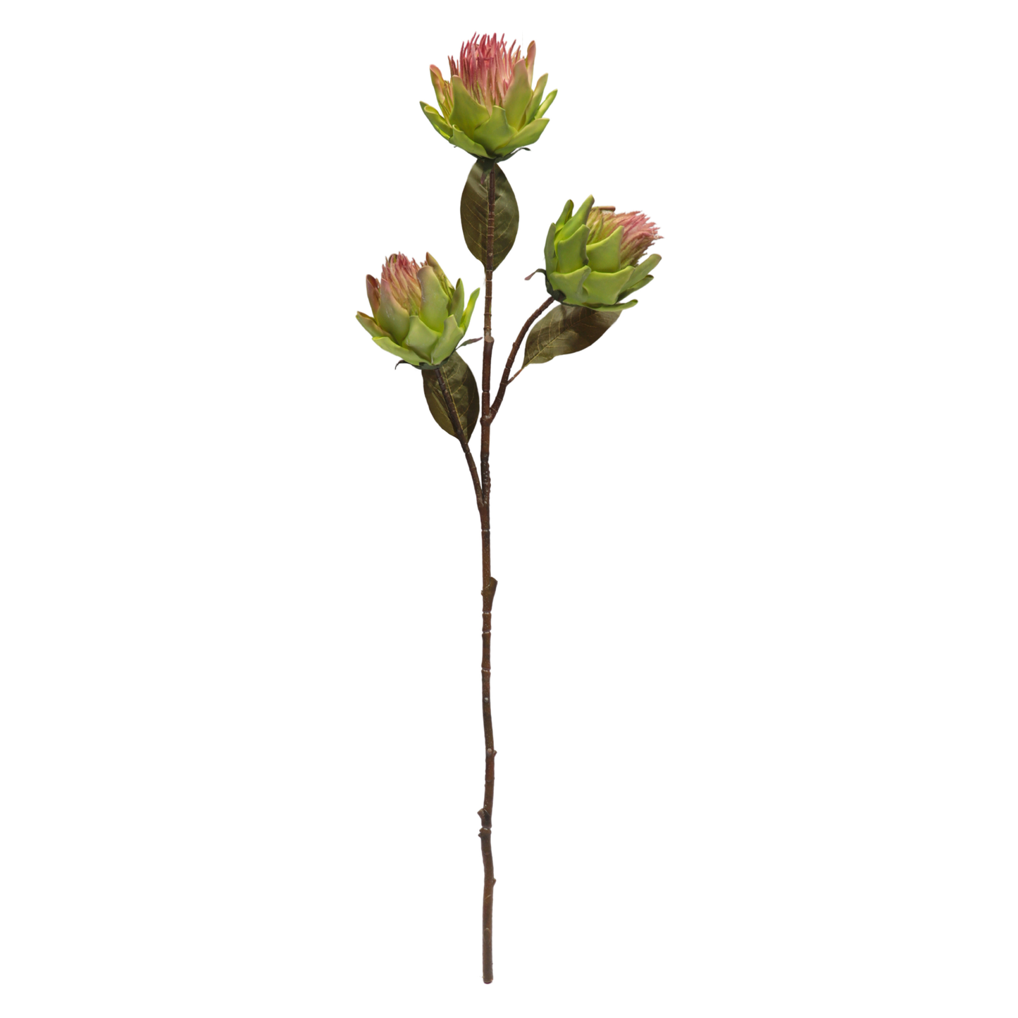 Protea Stick 3 Head 104cm Ligth Green (Pack of 10)