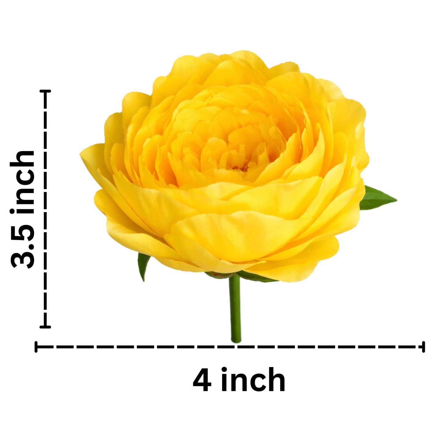 Yellow Coral Peony (Pack of 50)