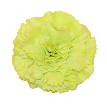 Lime Green Big Carnation (Pack of 200)