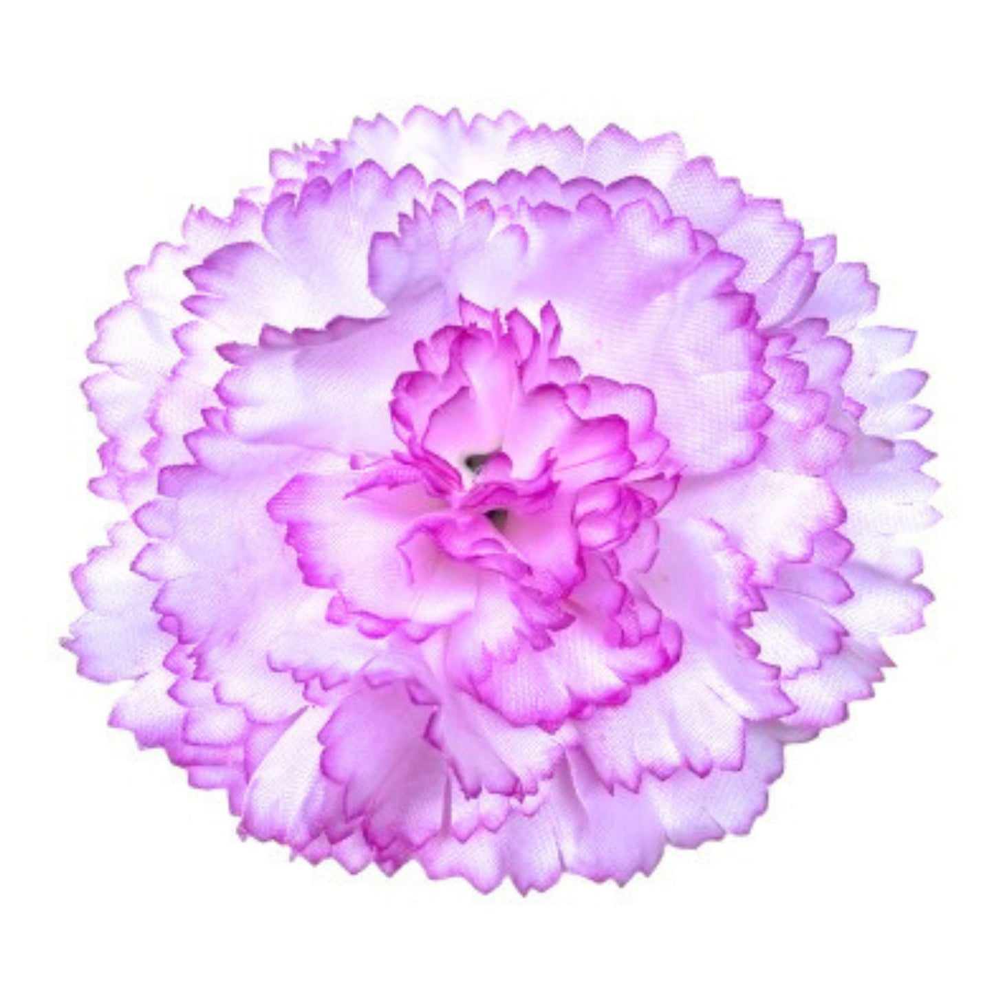 Purple white Big Carnation (Pack of 200)