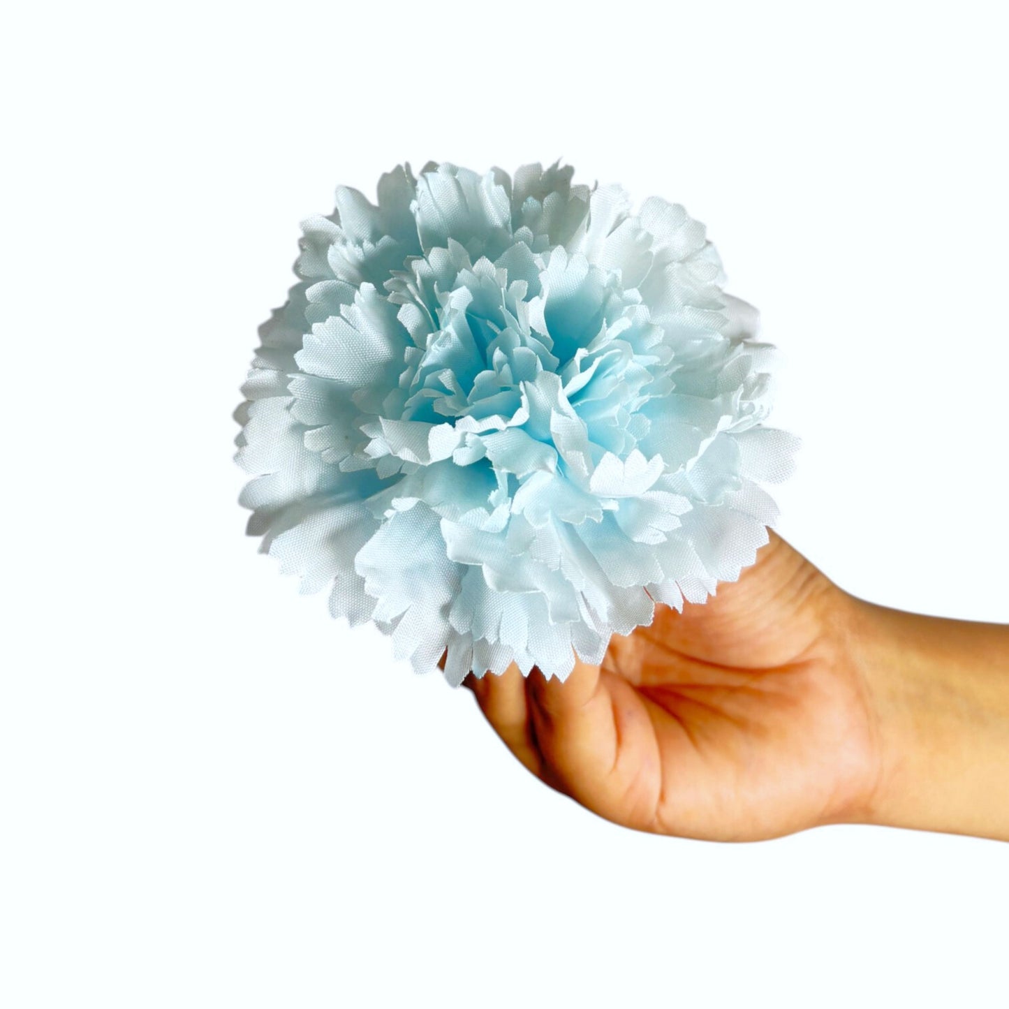 Sky blue Big Carnation (Pack of 200)