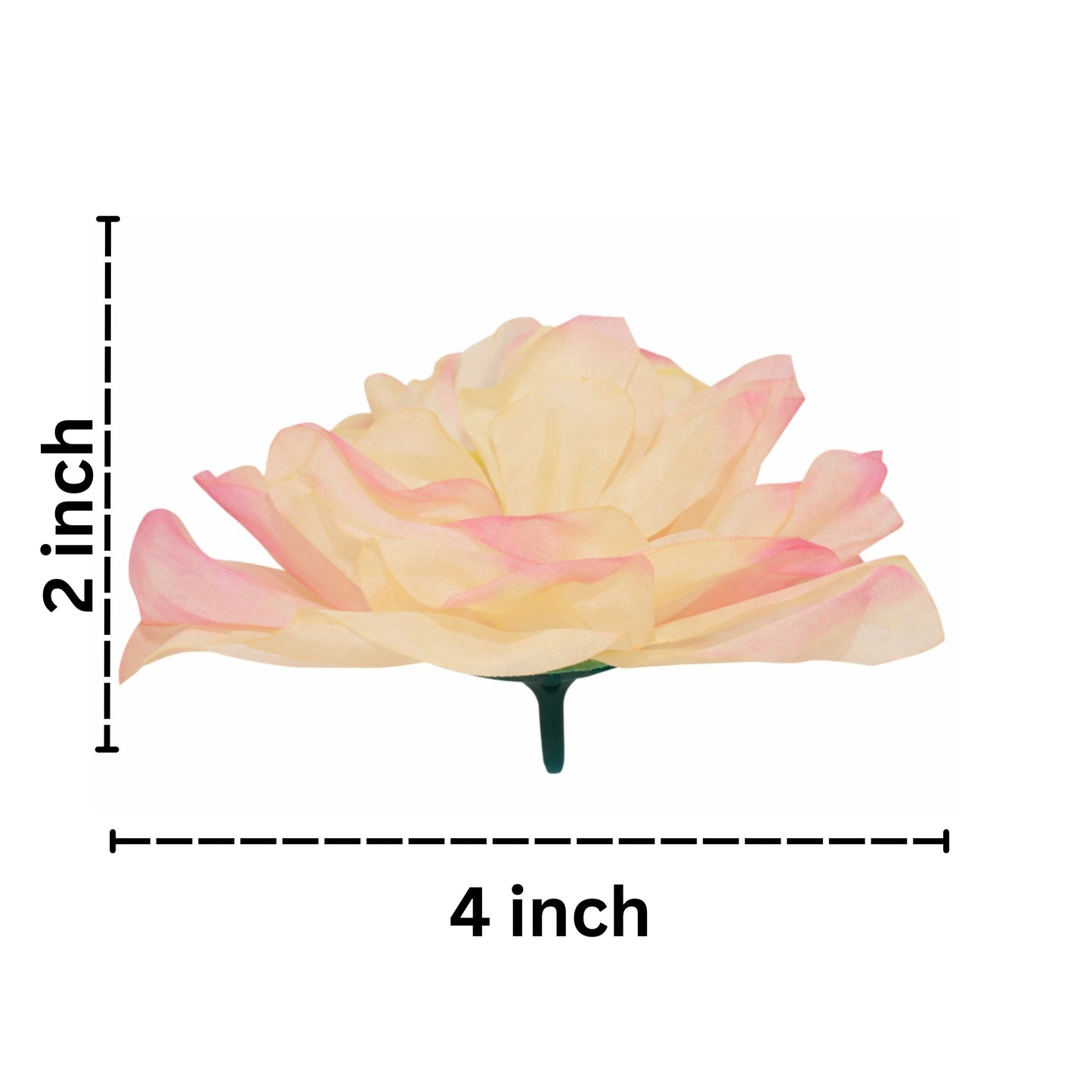 Measurement chart of a pink flower with dimensions 2 inches wide and 4 inches tall on a white background.
