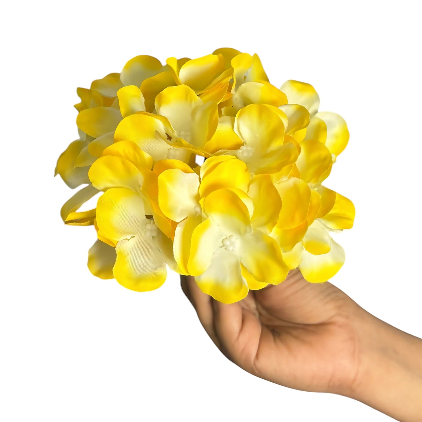 Yellow White Flr Hydrangea 54 Petals (Pack of 50)