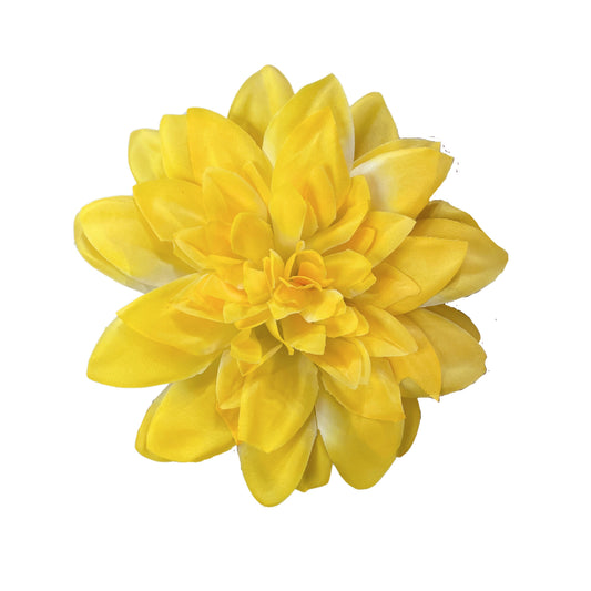 Yellow White Flr M Chrysanthemum (Mother Guldabri) (Pack of 100)
