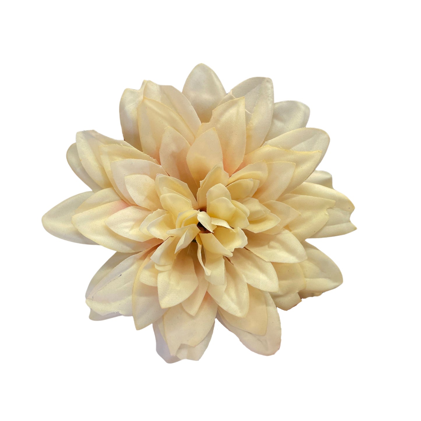 White Peach Flr M Chrysanthemum (Mother Guldabri) (Pack of 100)