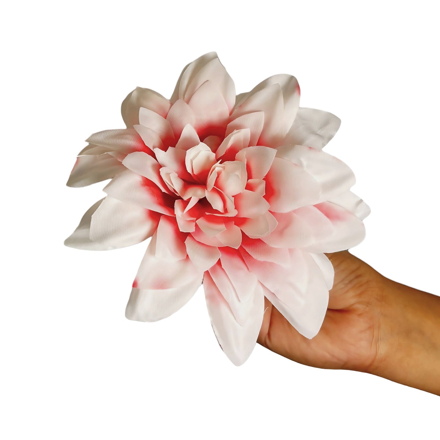 Red White Flr M Chrysanthemum (Mother Guldabri) (Pack of 100)