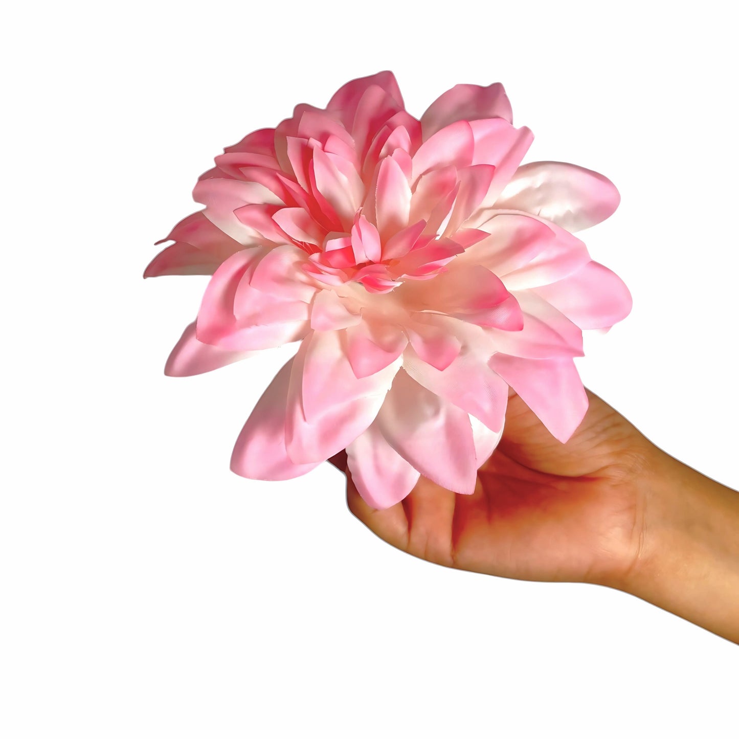 Pink White Flr M Chrysanthemum (Mother Guldabri) (Pack of 100)