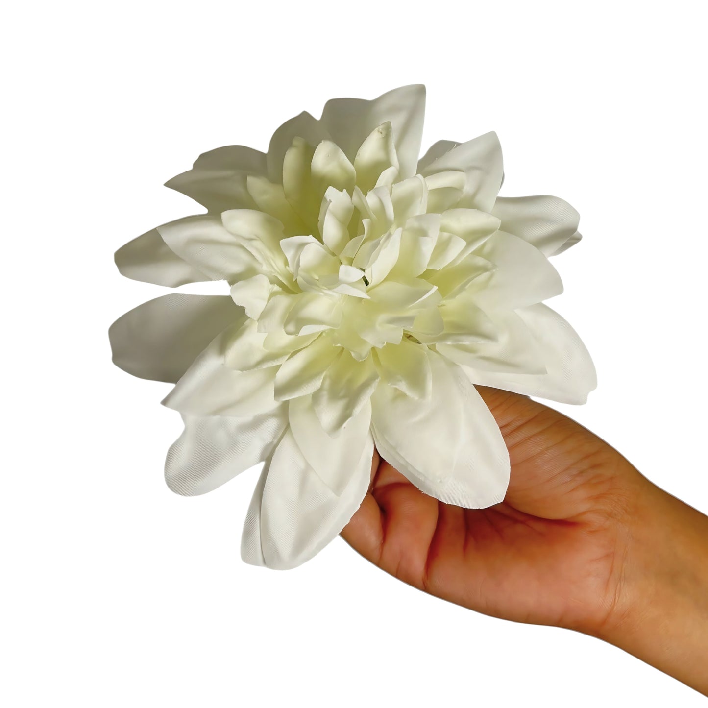 Off White Flr M Chrysanthemum (Mother Guldabri) (Pack of 100)
