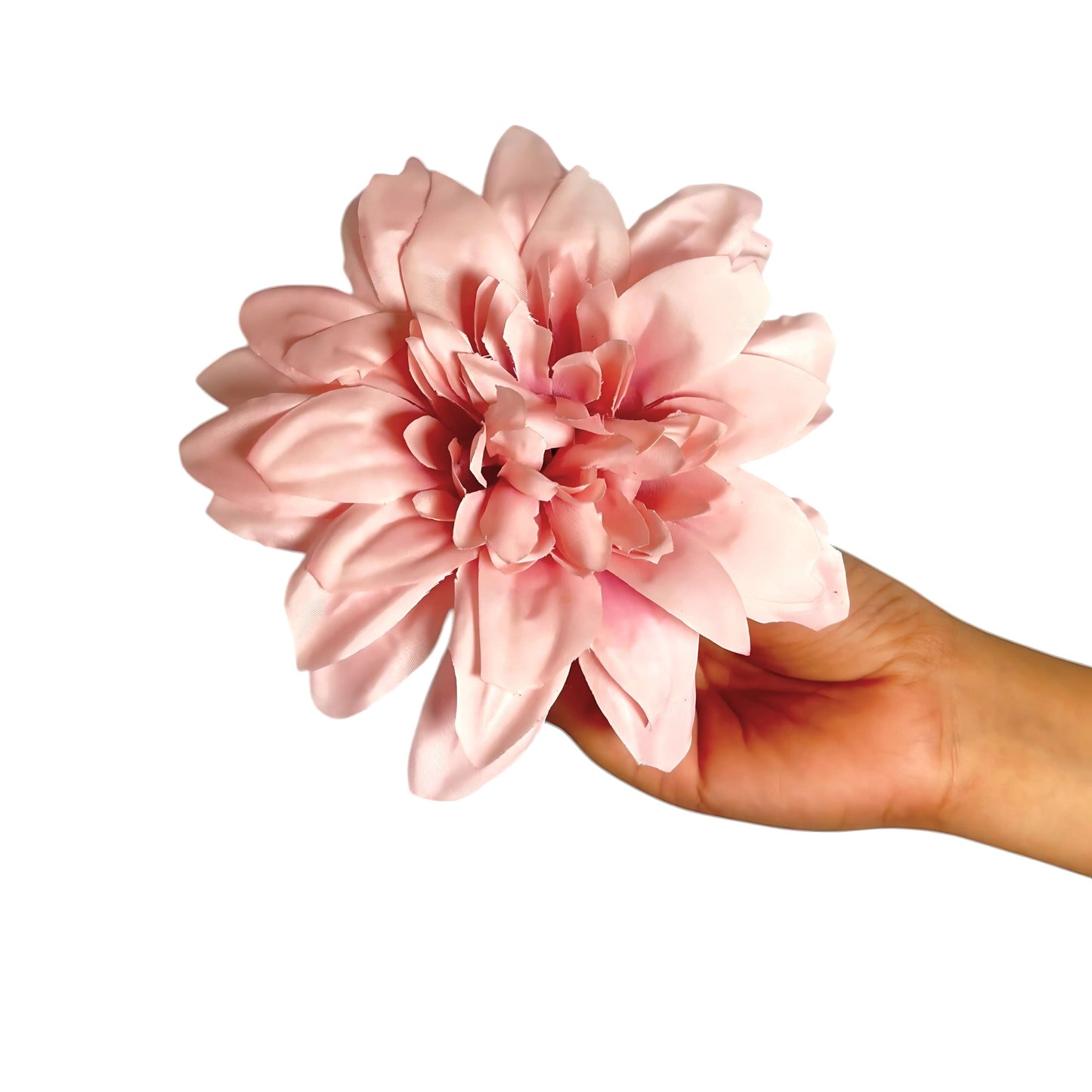 Onion Pink Flr M Chrysanthemum (Mother Guldabri) (Pack of 100)