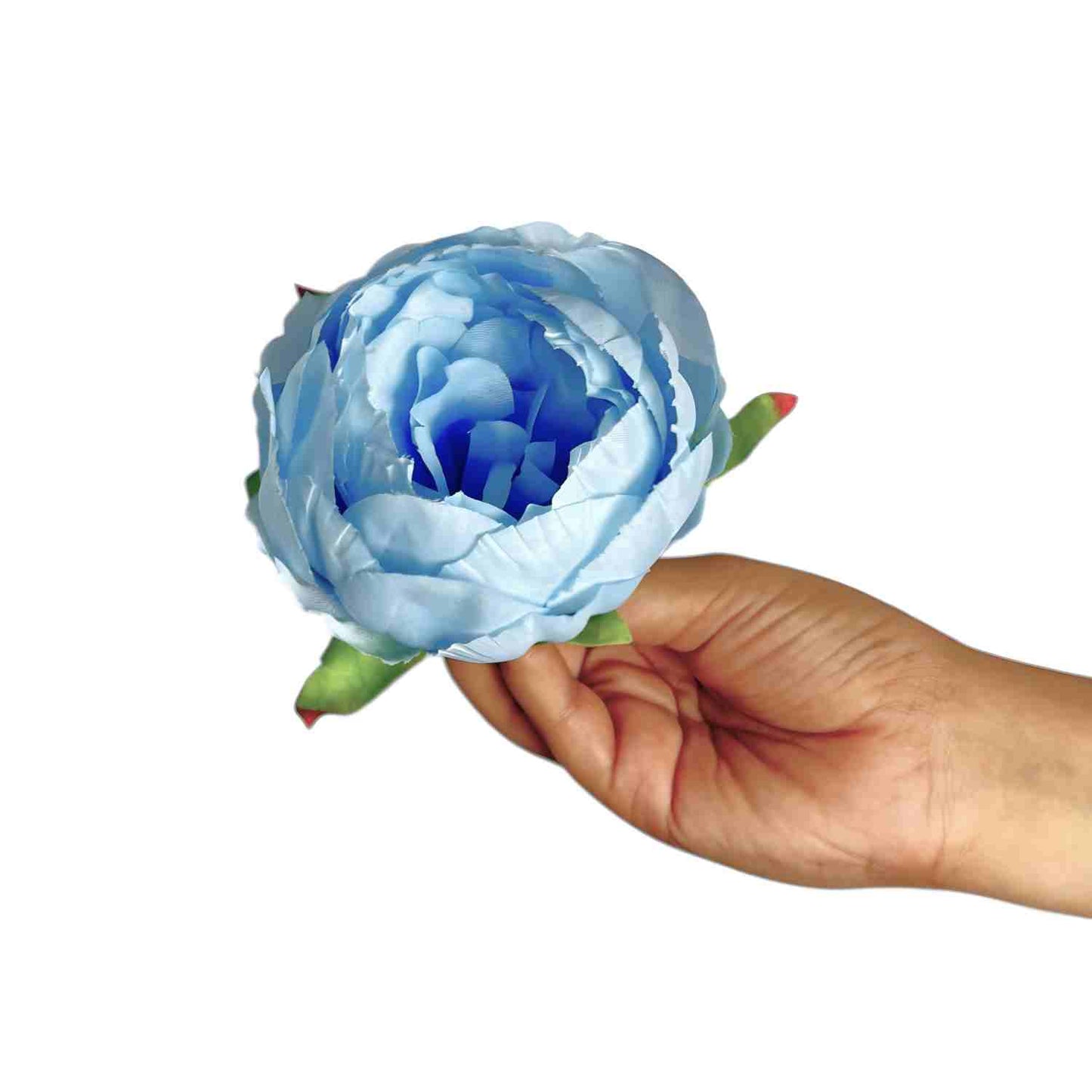 Sky Blue Peony (Pack of 50)