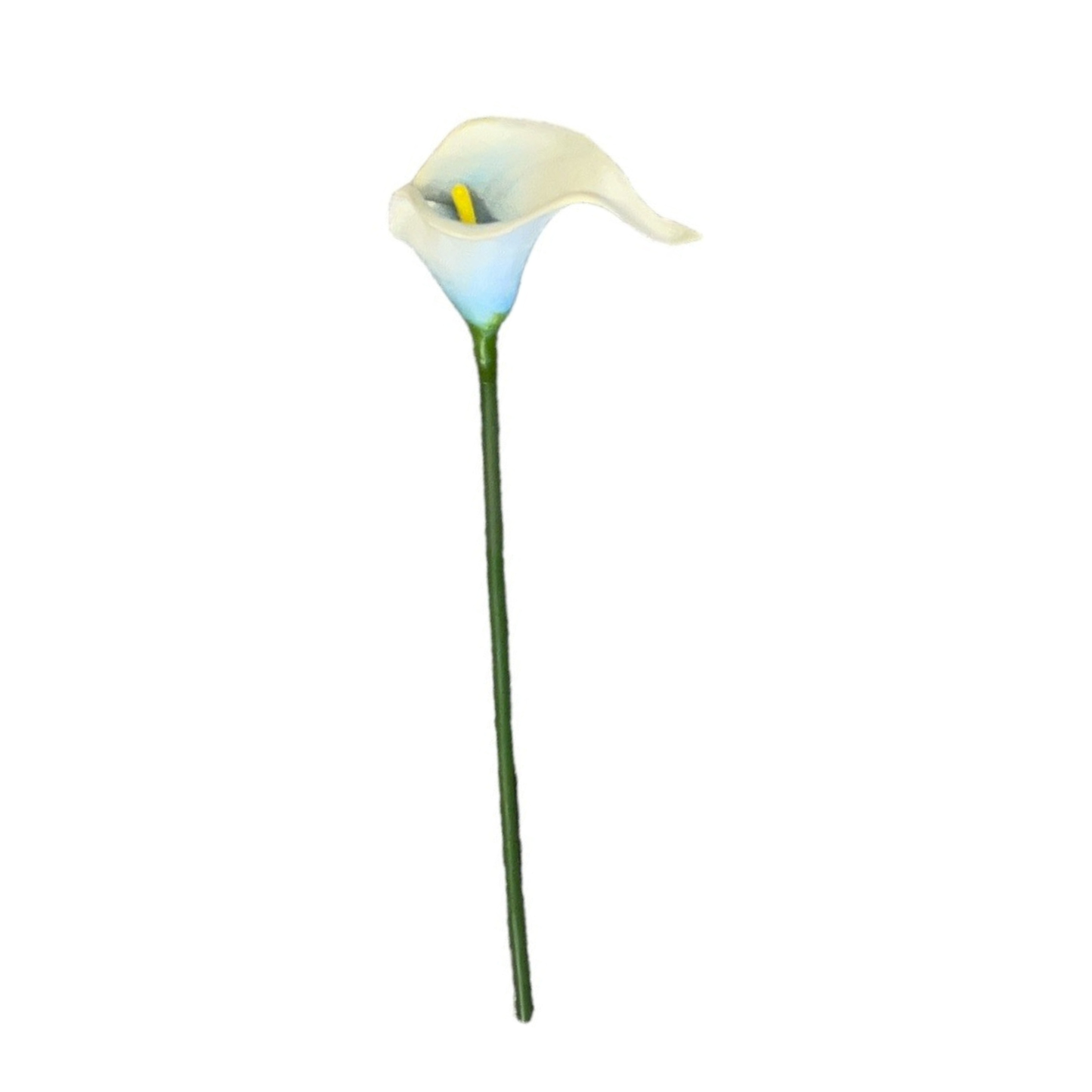 Calla Lilly Small Sky Blue White (Pack of 10)