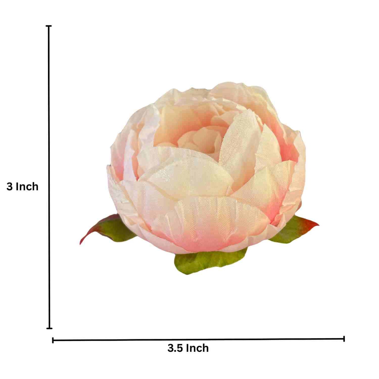 Light Purple Cream Peony (Pack of 50)