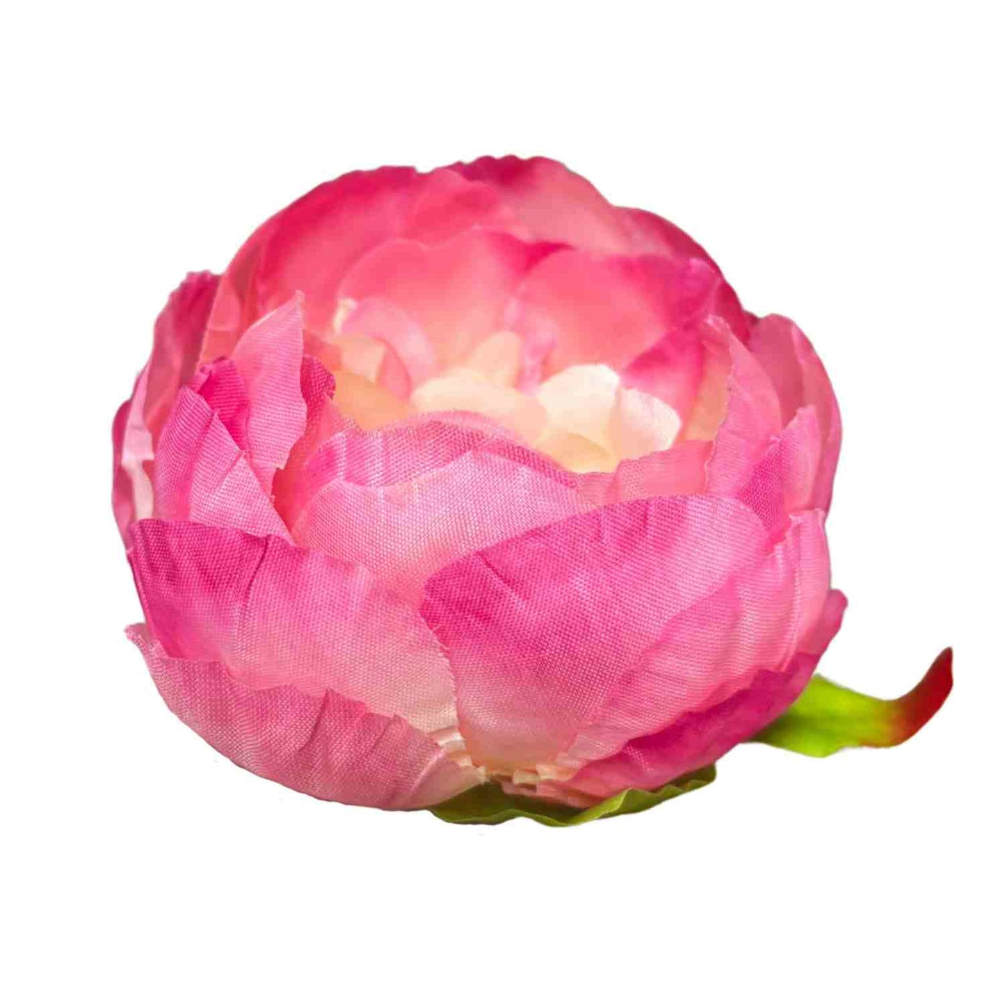 Gajri Peony (Pack of 50)