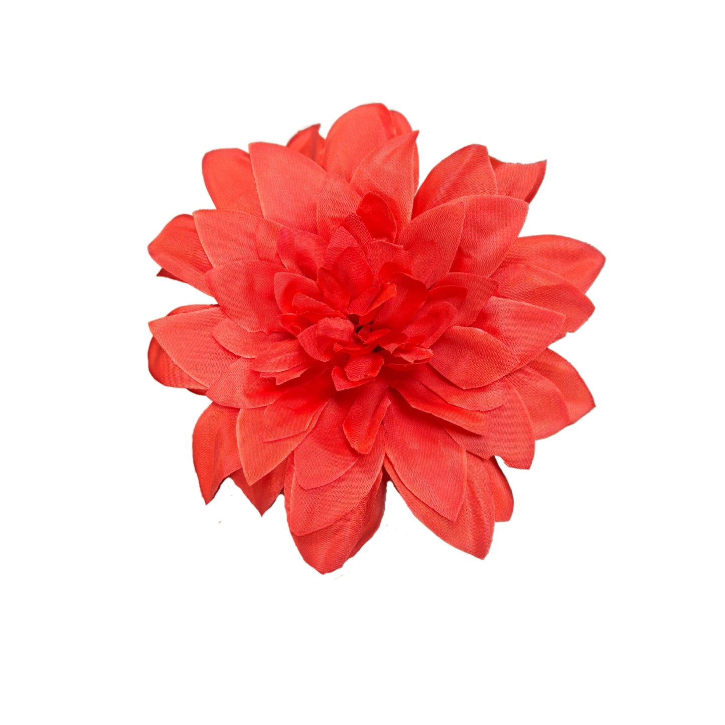 Dark Red Flr M Chrysanthemum (Mother Guldabri) (Pack of 100)