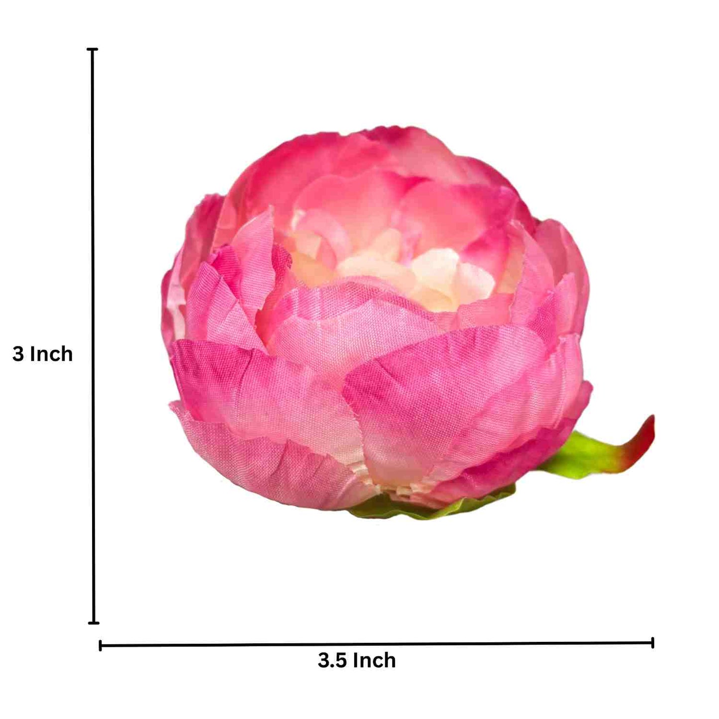 Gajri Peony (Pack of 50)