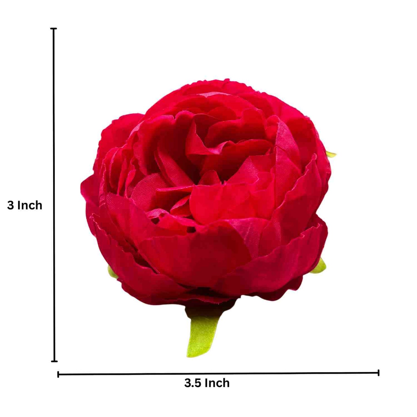 Magenta Cream Peony (Pack of 50)