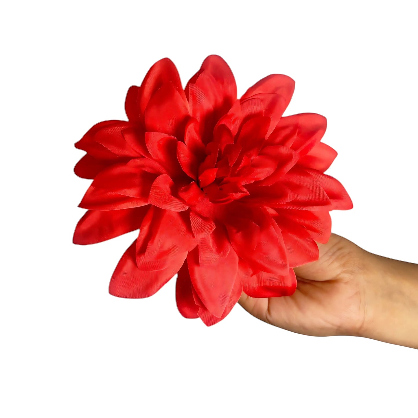 Dark Red Flr M Chrysanthemum (Mother Guldabri) (Pack of 100)