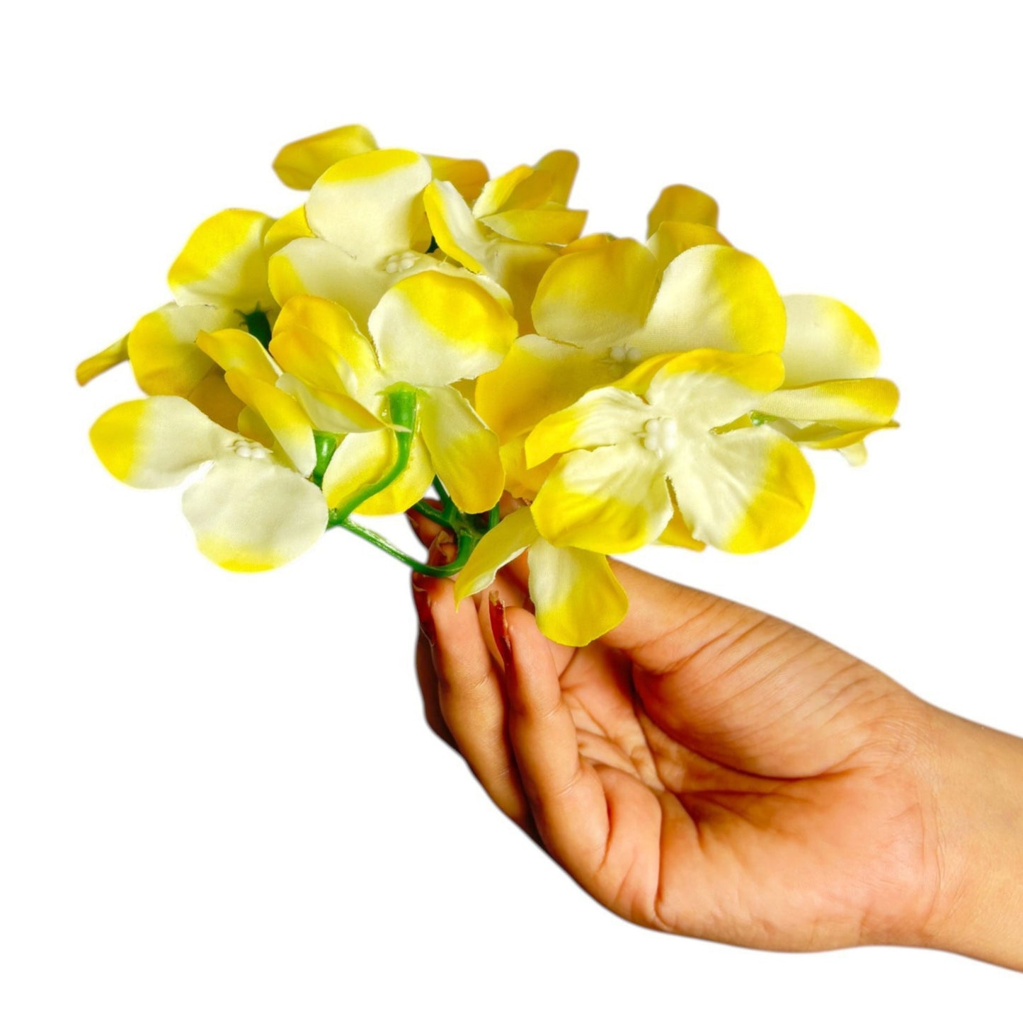 Yellow White Flr Hydrangea 27 Petals (Pack of 100)