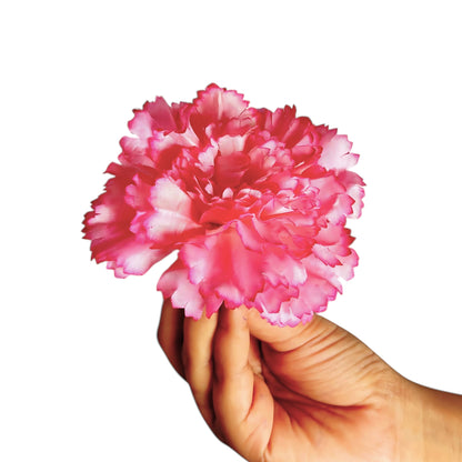 Baby pink white Big Carnation (Pack of 200)