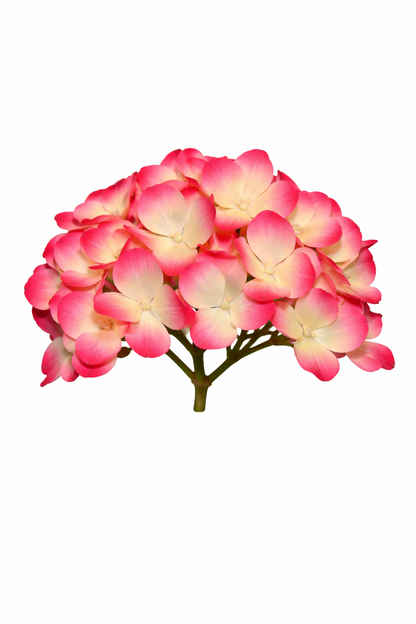Magenta Green Flr Hydrangea 54 Petals (Pack of 50)