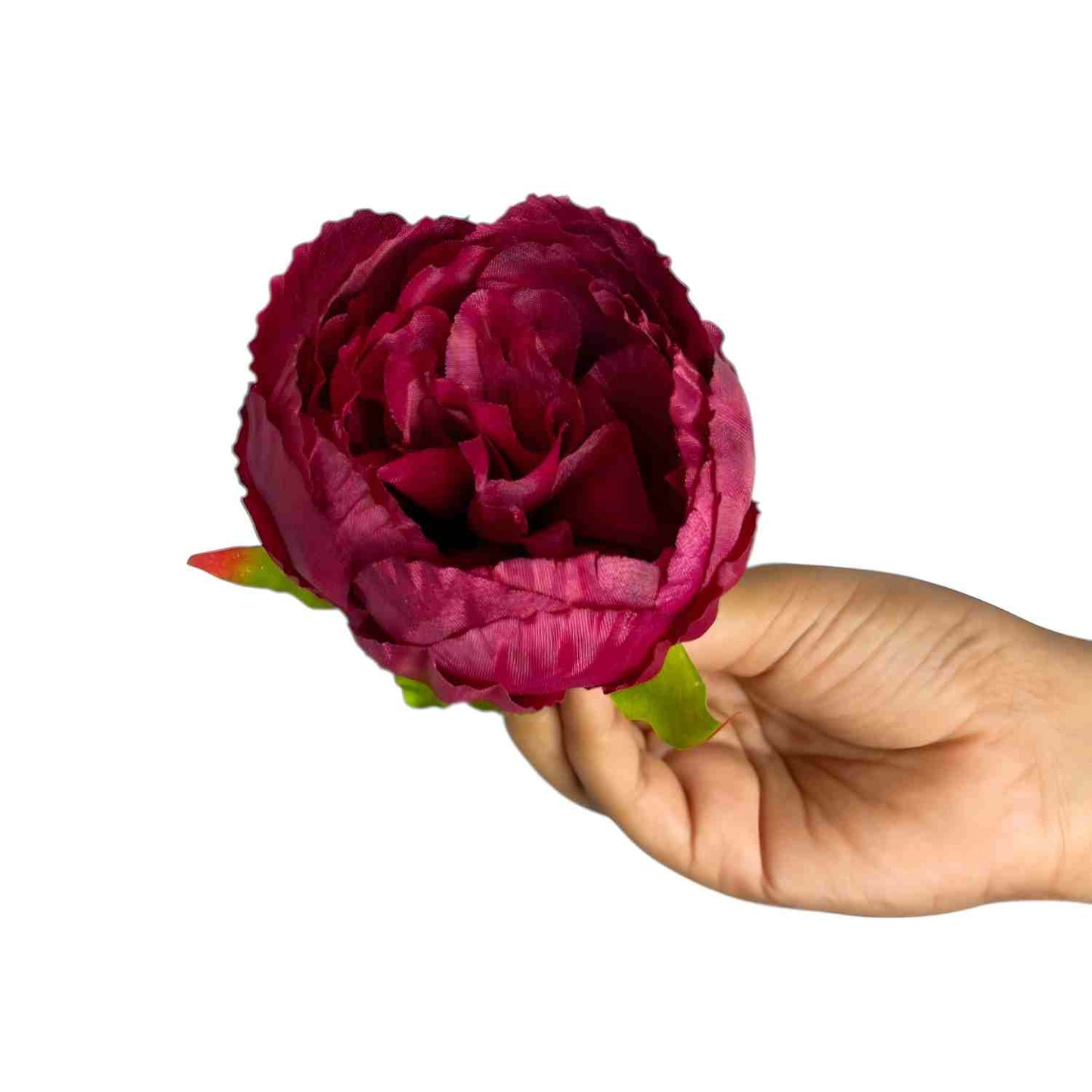 Mehroon Peony (Pack of 50)