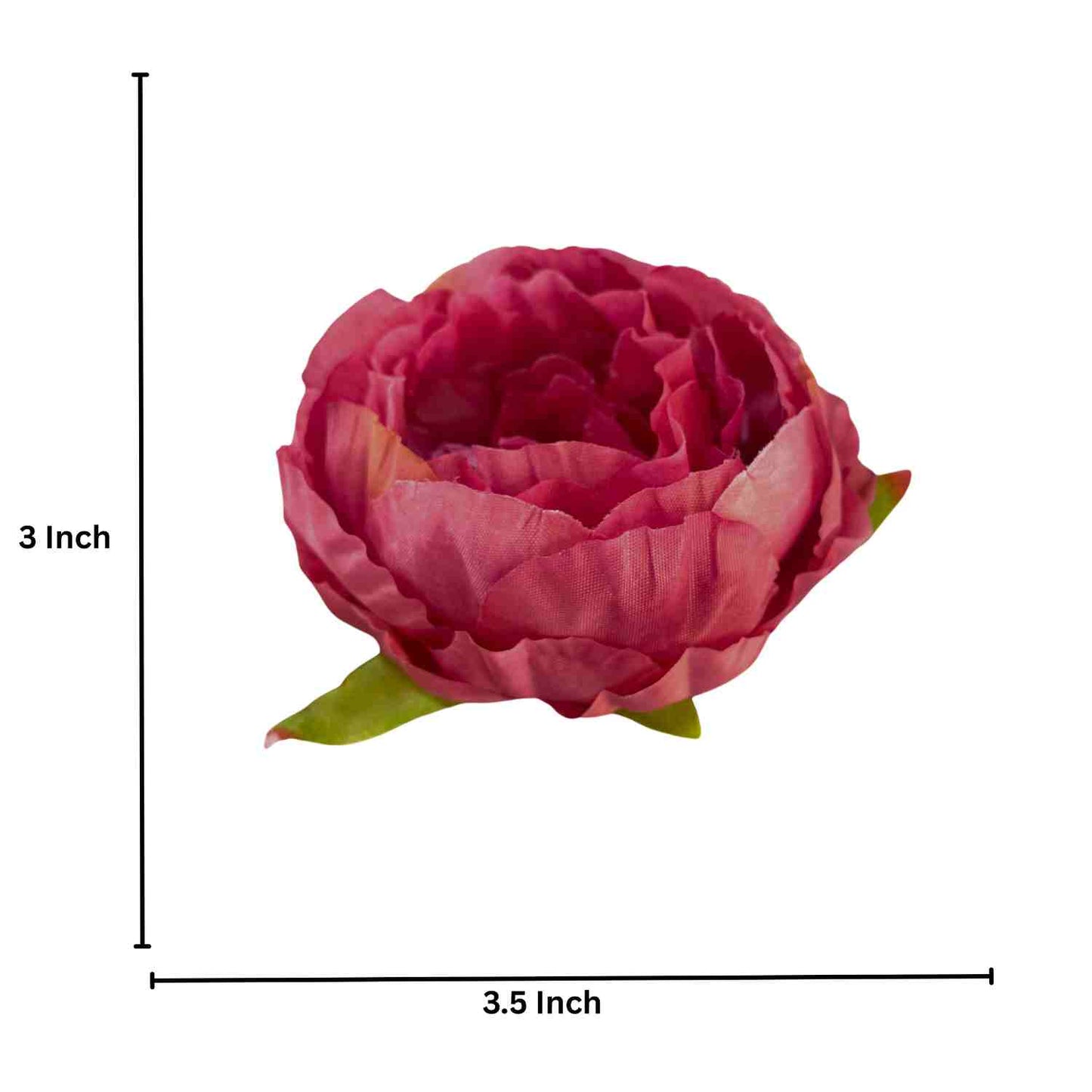 Mehroon White Peony (Pack of 50)