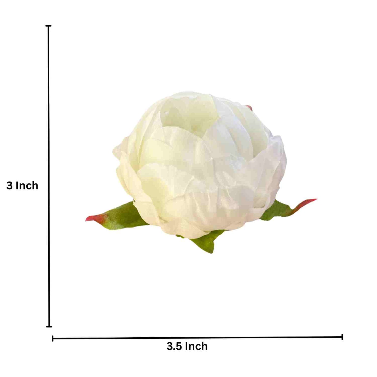 Off White Peony (Pack of 50)